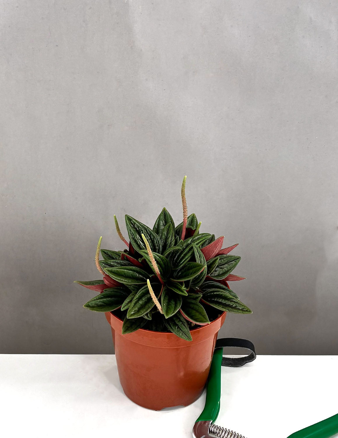Peperomia Rosso - Plant Proper - 4" Pot