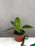 Philodendron Fat Boy - Plant Proper - 3.5" Pot