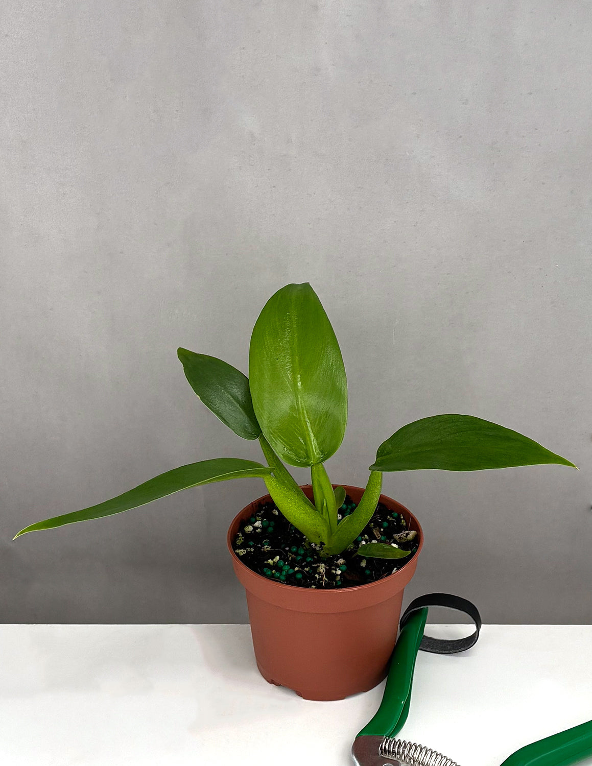 Philodendron Fat Boy - Plant Proper - 3.5" Pot