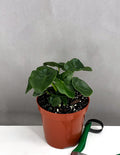 Philodendron Atom - Plant Proper - 4" Pot