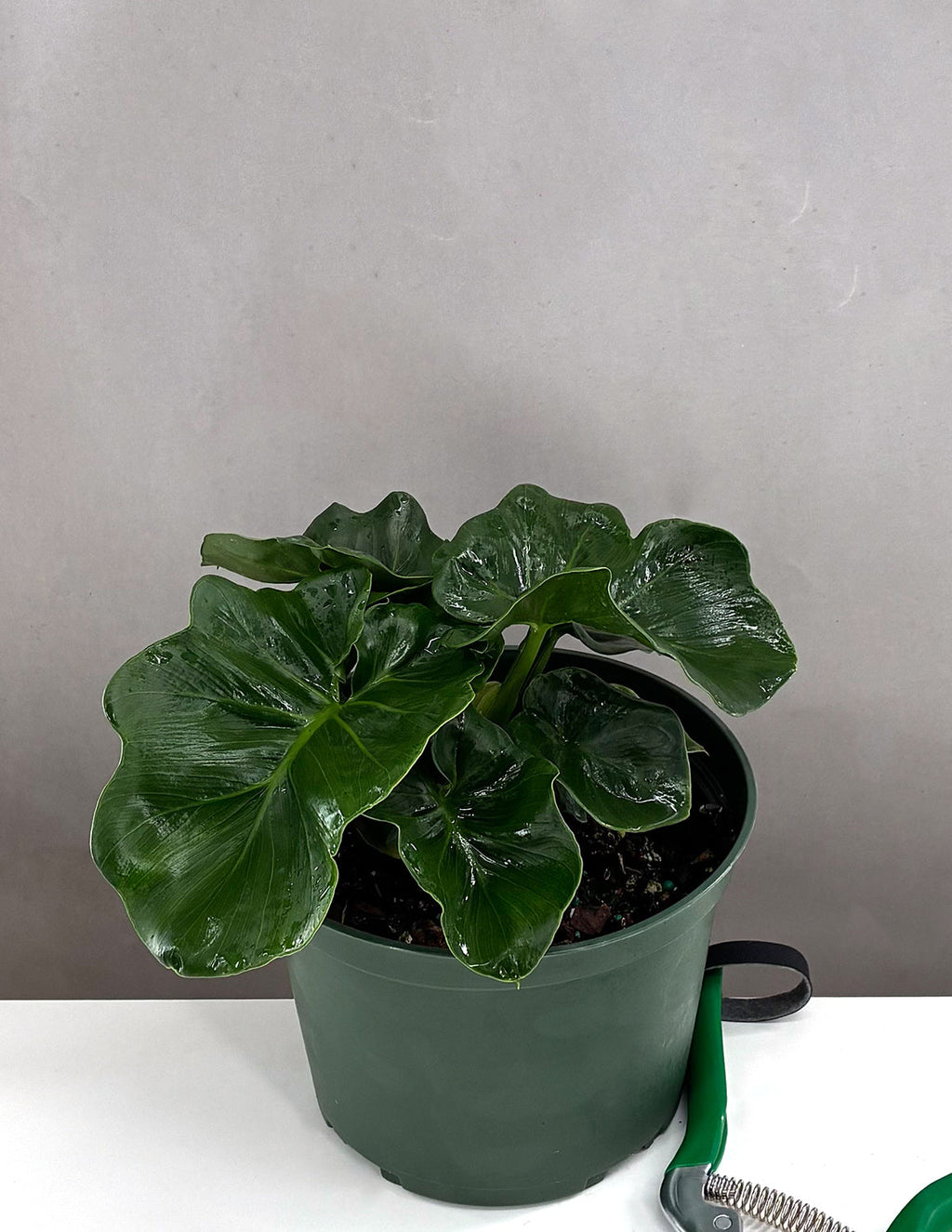 Philodendron Atom - Plant Proper - 6" Pot
