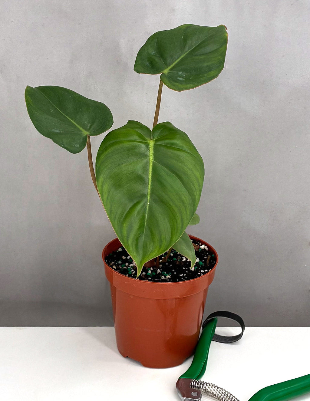 Philodendron Billienum - Plant Proper - 4" Pot