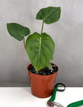 Philodendron Billienum - Plant Proper - 4" Pot