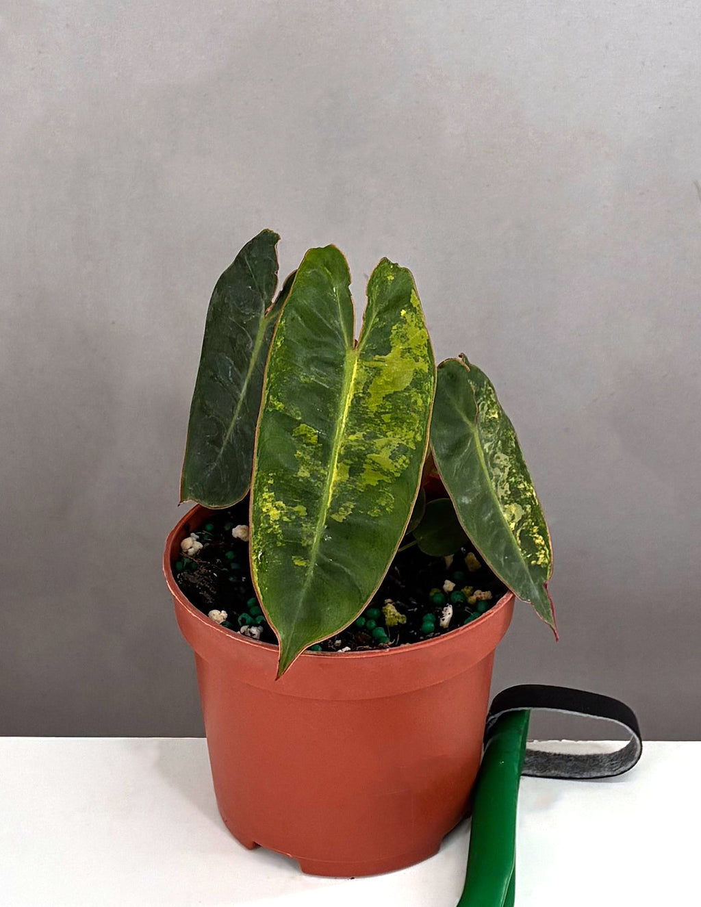 Philodendron Billietiae Variegated - Plant Proper - 3.5" Pot