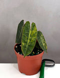 Philodendron Billietiae Variegated - Plant Proper - 3.5" Pot