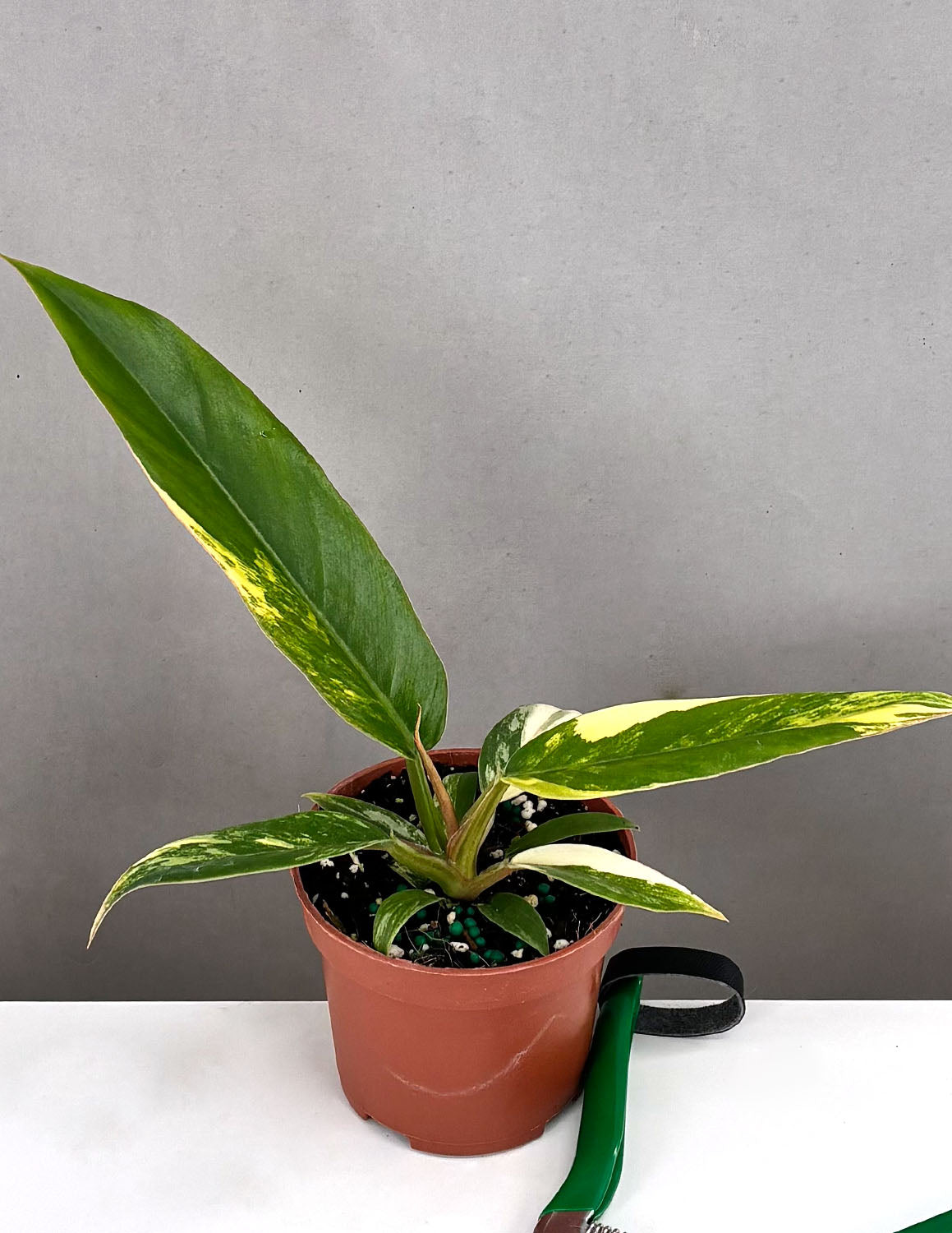 Philodendron Caramel Marble - Plant Proper - 3.5" Pot