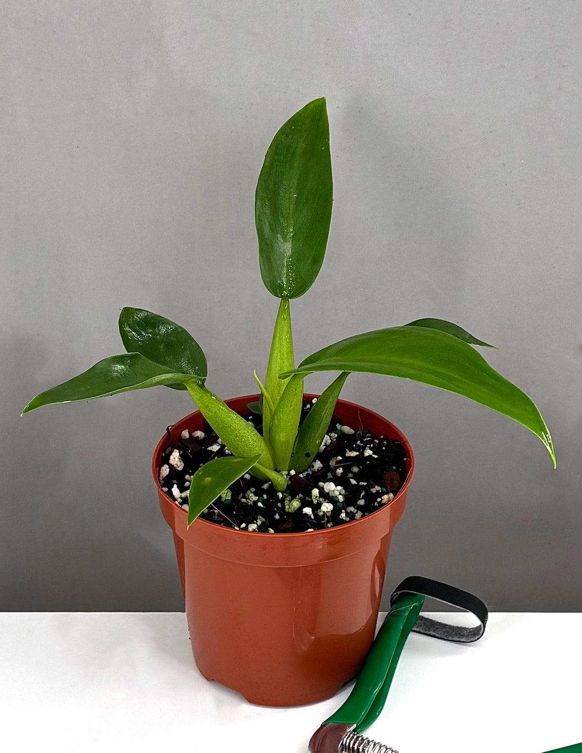 Philodendron Fat Boy - Plant Proper - 4" Pot