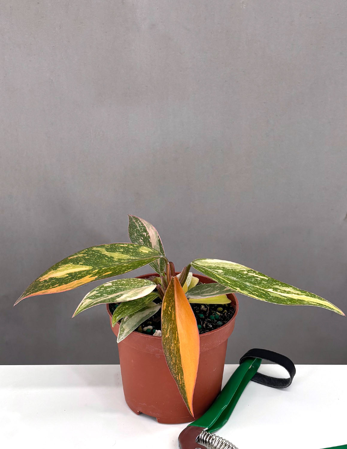 Philodendron Orange Princess - Plant Proper - 3.5" Pot
