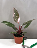 Philodendron Pink Princess- Plant Proper - 3.5" Pot