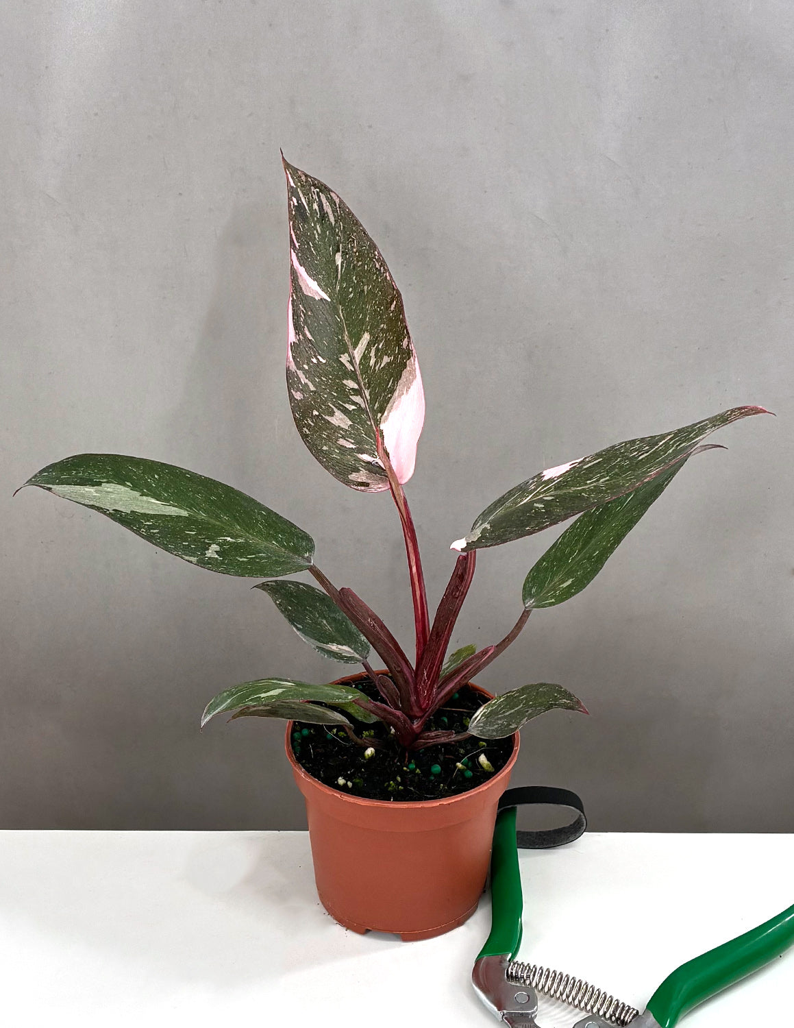 Philodendron Pink Princess- Plant Proper - 3.5" Pot