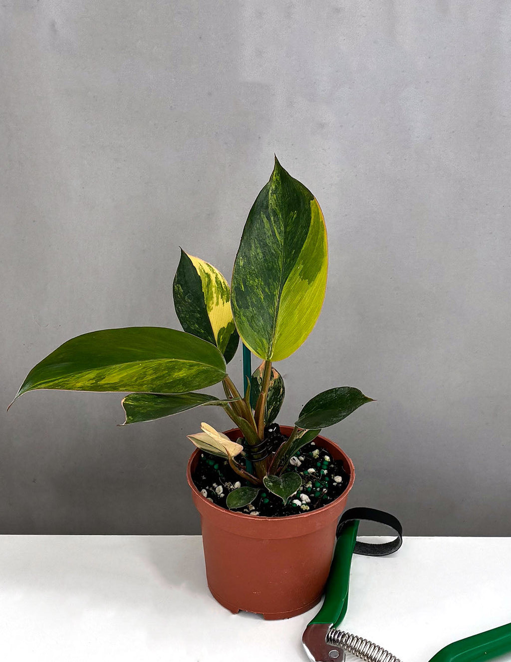 Philodendron Red Congo Variegated - Plant Proper - 3.5" Pot
