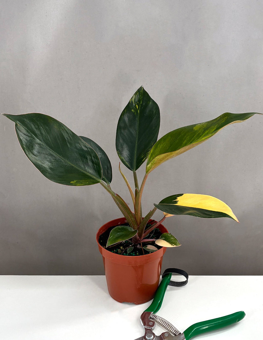 Philodendron Red Congo Variegated - Plant Proper - 4" Pot