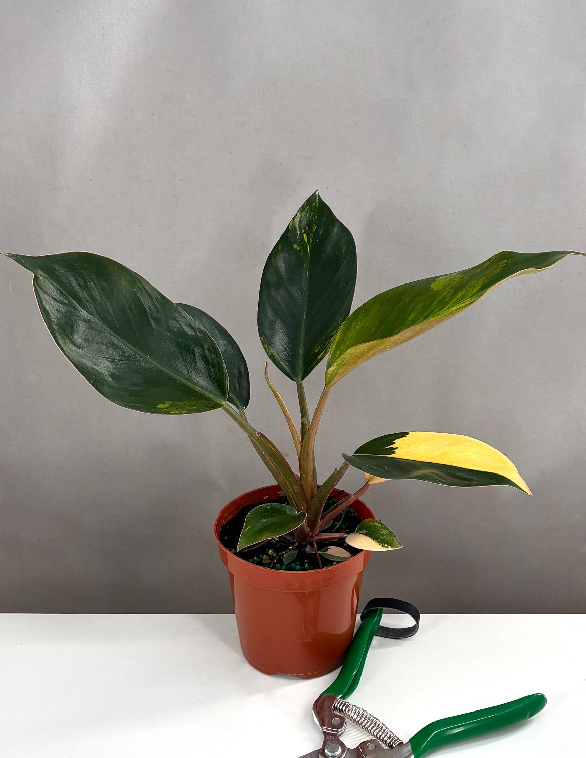 Philodendron Red Congo Variegated - Plant Proper - 4" Pot