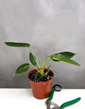 Philodendron Spiritus Sancti - Plant Proper - 4" Pot