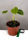 Philodendron Verrucosum - Plant Proper - 3.5" Pot