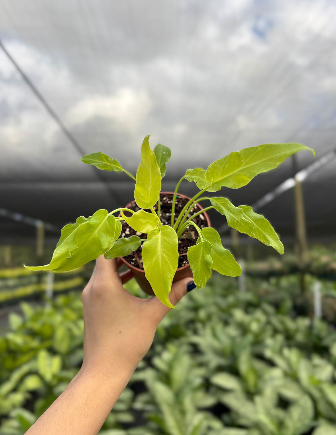 Philodendron Golden Xanadu