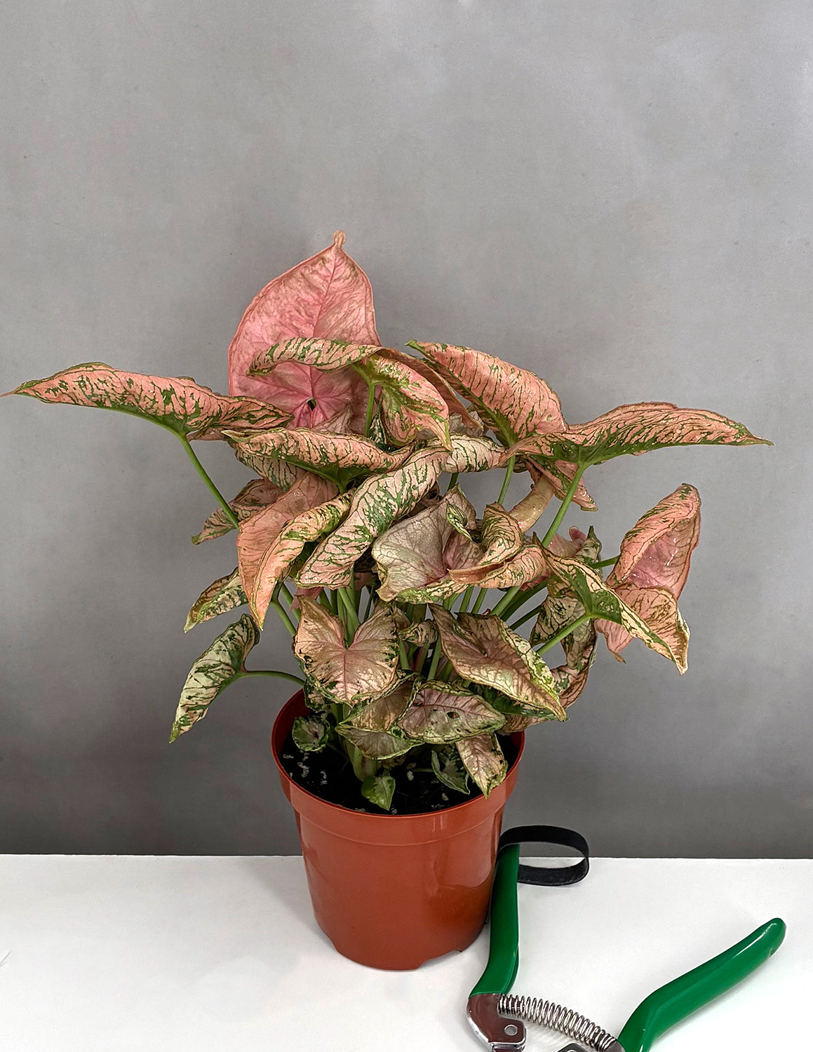 Syngonium Pink Rolli - Plant Proper - 4" Pot