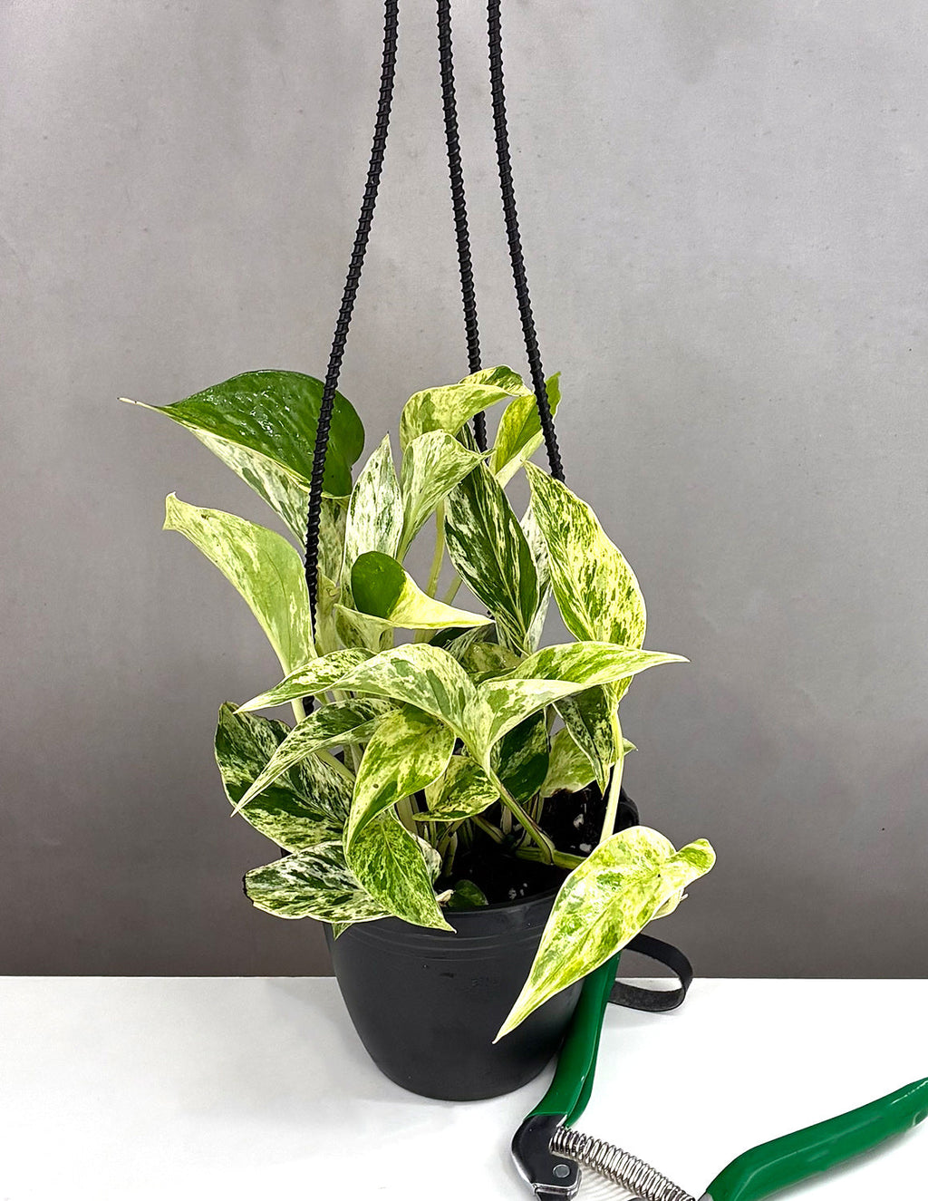 Pothos Marble Queen - Plant Proper - 4" Hanging Basket