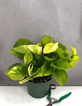 Pothos Proper - Plant Proper - 6" Pot
