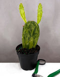 Prickly Pear Variegata - Plant Proper - 4" Pot
