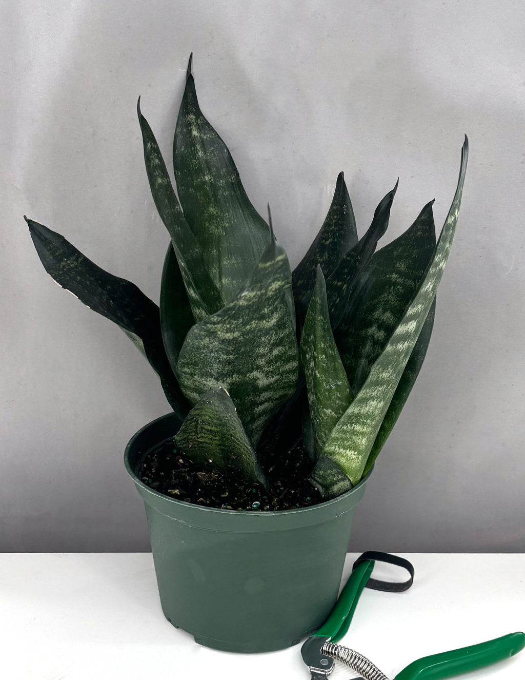 Sansevieria Black Coral - Plant Proper - 6" Pot