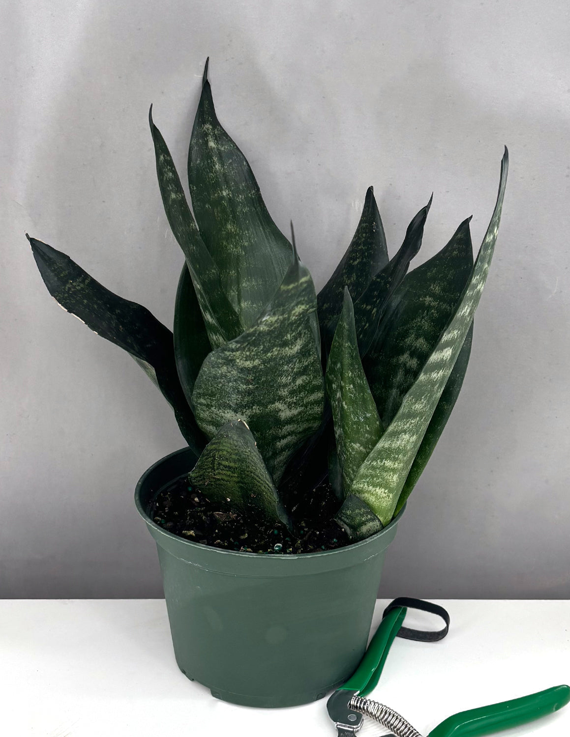 Sansevieria Black Coral - Plant Proper - 6" Pot