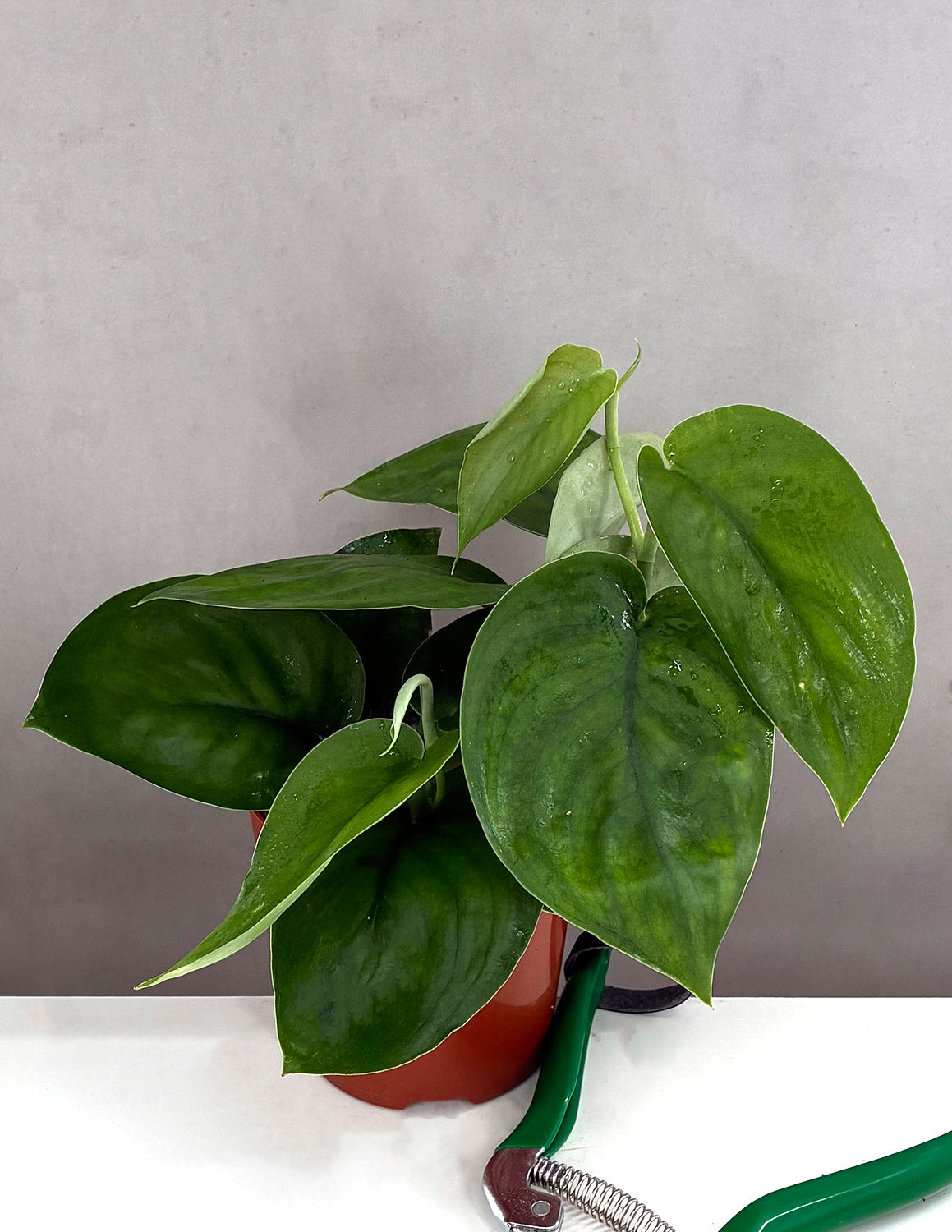 Scindapsus Jade Satin - Plant Proper - 4" Pot