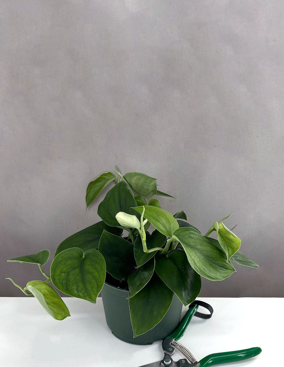 Scindapsus Jade Satin - Plant Proper - 6" Pot