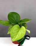 Scindapsus Treubii Mint - Plant Proper - 4" Pot