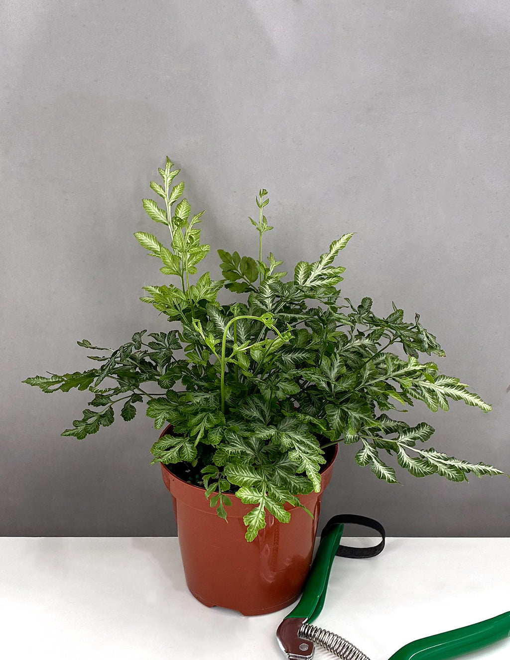 Silver Lace Fern - Plant Proper - 4" Pot