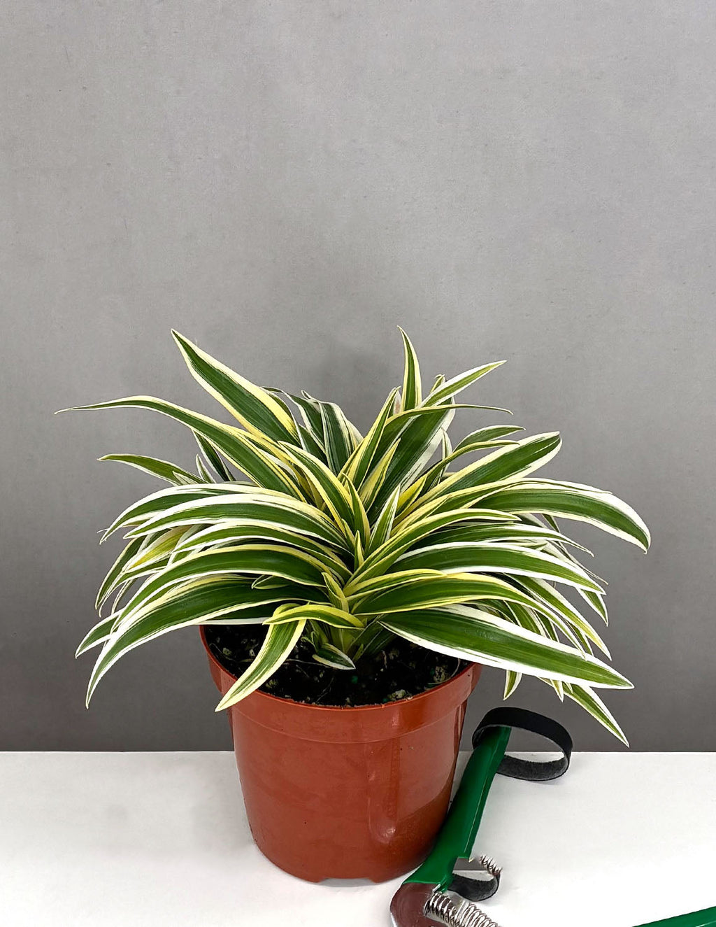 Spider Plant - Plant Proper - 4" Pot