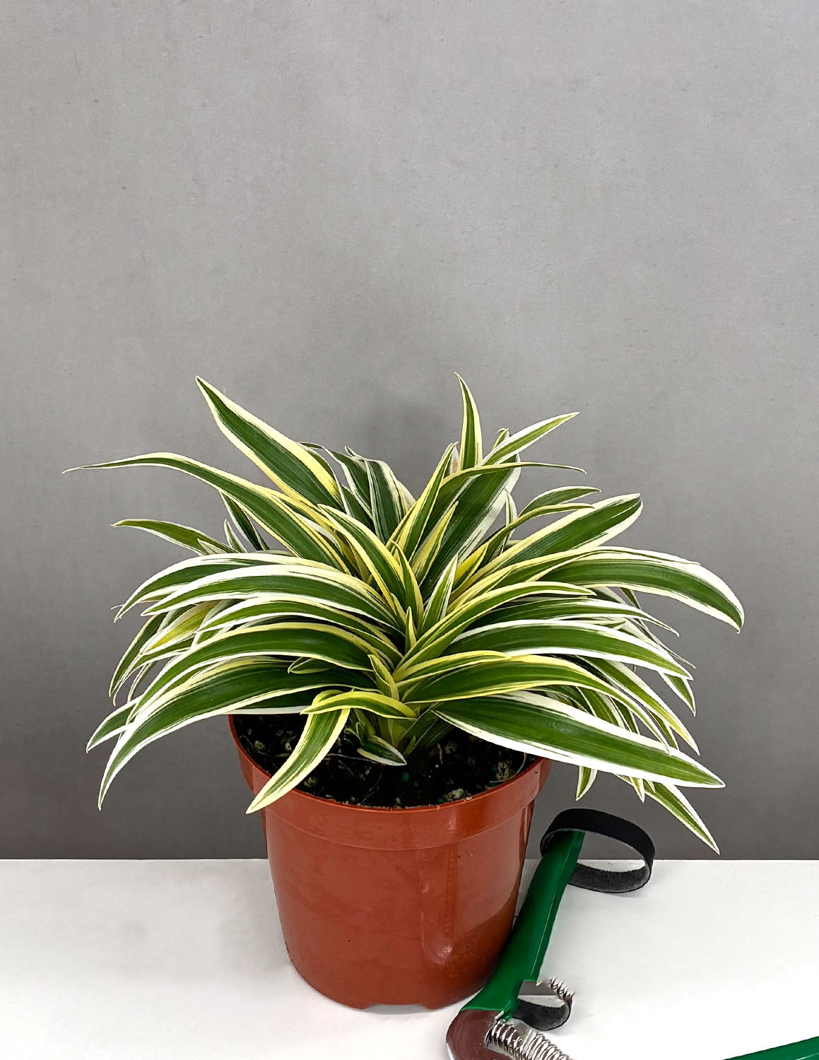 Spider Plant - Plant Proper - 4" Pot