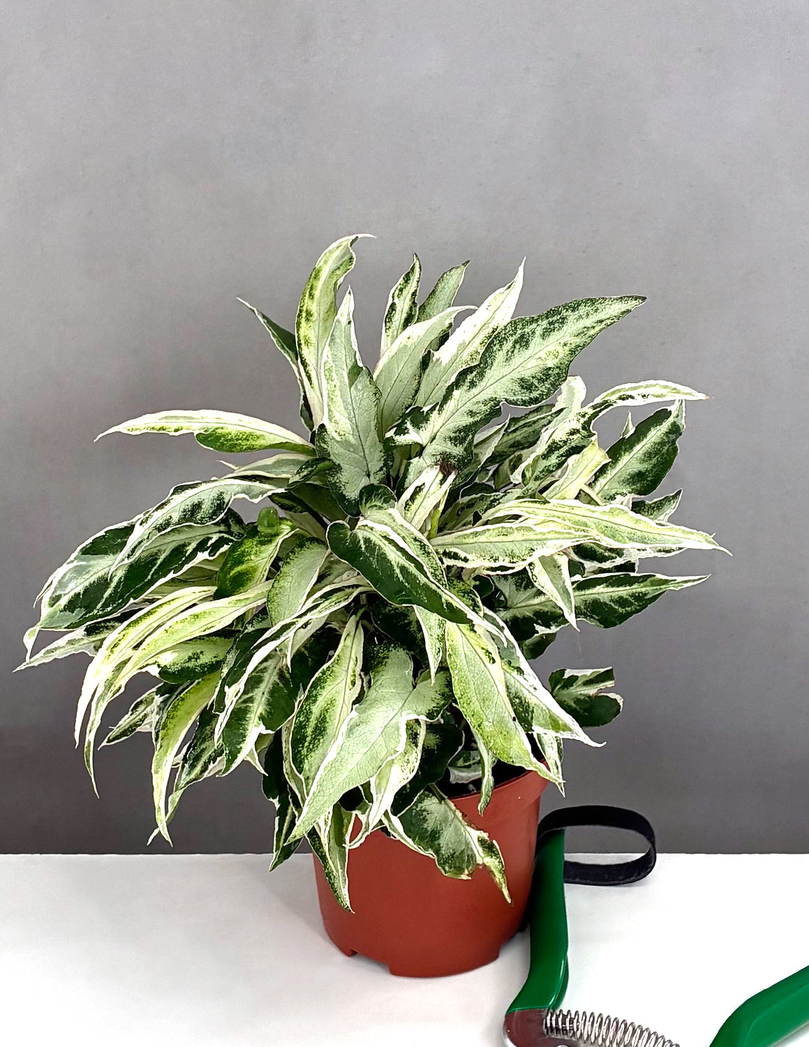 Syngonium Starlite - Plant Proper - 3.5" Pot