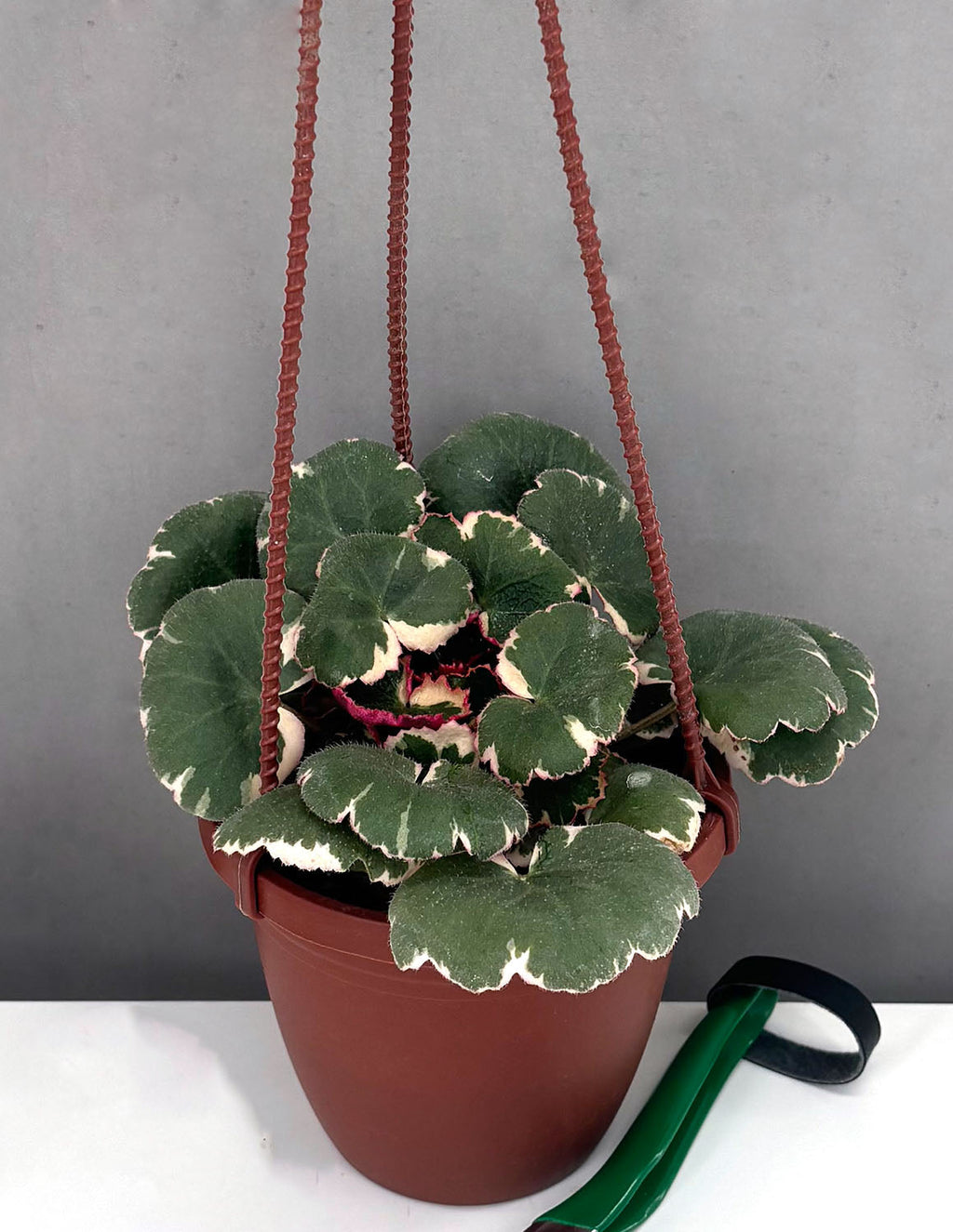 Strawberry Begonia - Plant Proper - 4" Hanging Basket