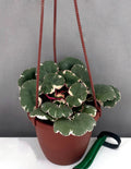 Strawberry Begonia - Plant Proper - 4" Hanging Basket