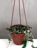 String of Hearts - Plant Proper - 4" Hanging Basket