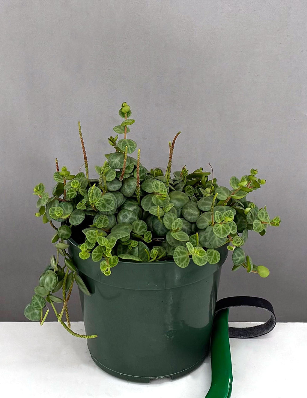 String Of Turtles - Plant Proper - 4" Pot