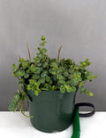String Of Turtles - Plant Proper - 4" Pot