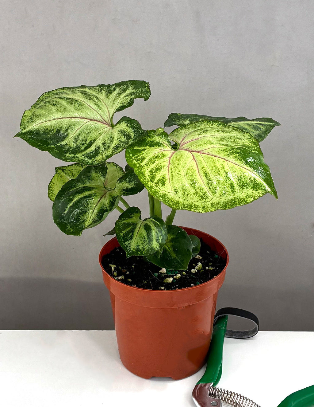 Syngonium Bob Allusion - Plant Proper - 4" Pot