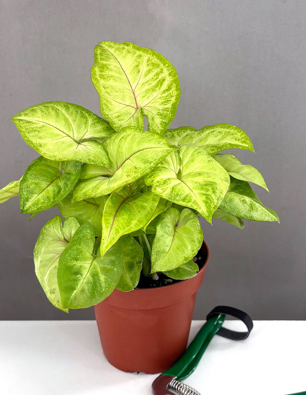 Syngonium Gold Allusion - Plant Proper - 4" Pot