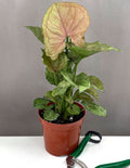 Syngonium Mango Allusion - Plant Proper - 4" Pot