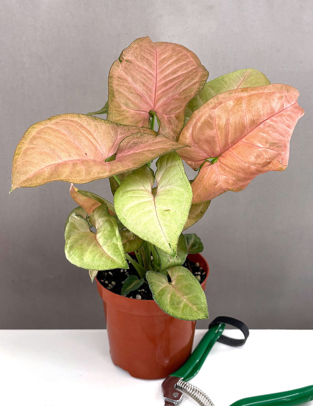 Syngonium Regina Red - Plant Proper - 4" Pot