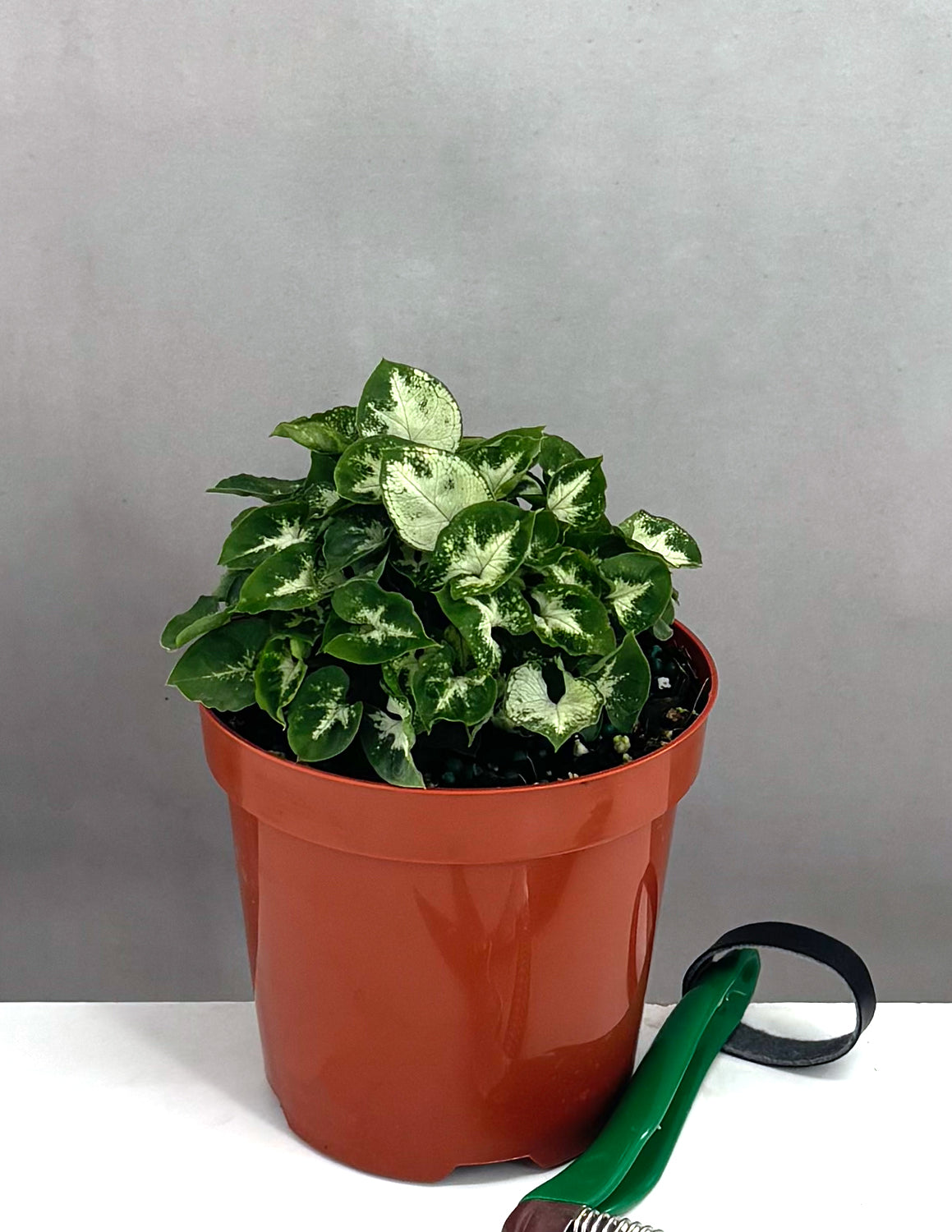 Syngonium Shorty