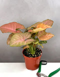 Syngonium Strawberry Milk - Plant Proper - 4" Pot