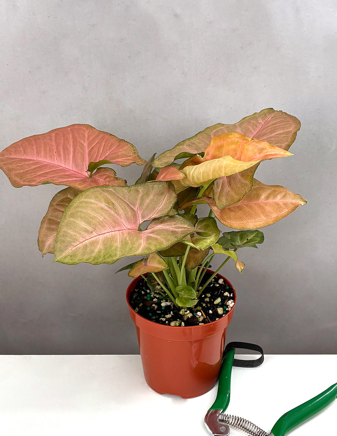 Syngonium Strawberry Milk - Plant Proper - 4" Pot