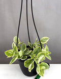 Variegated Baby Sun Rose - Plant Proper - 4" Hanging Basket