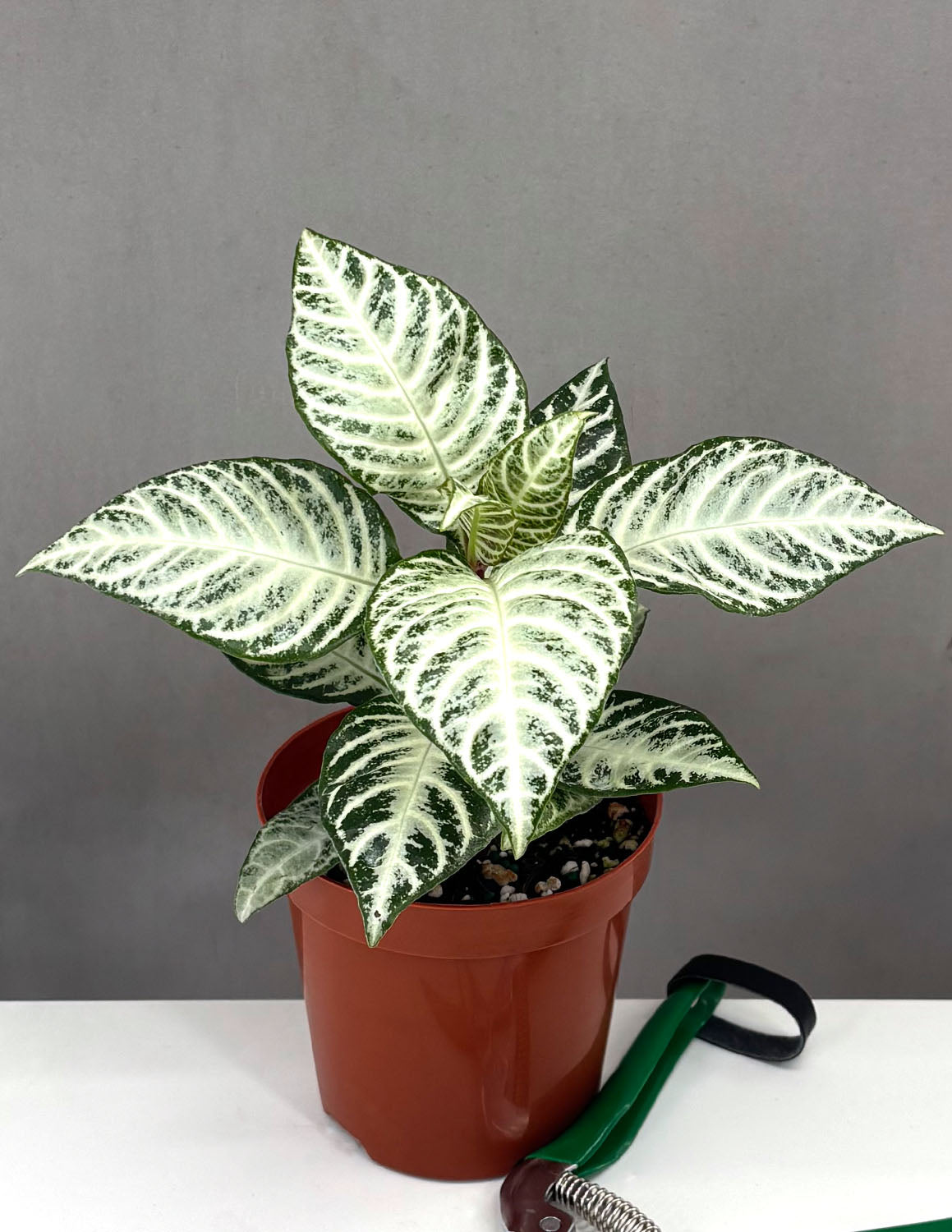 Zebra Plant Snow White - Plant Proper - 4" Pot