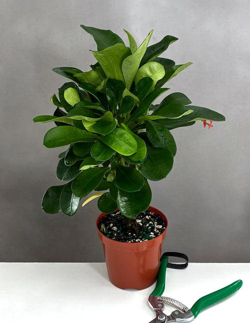 Crown of Thorns Red Flower  - Plant Proper - 4" Pot
