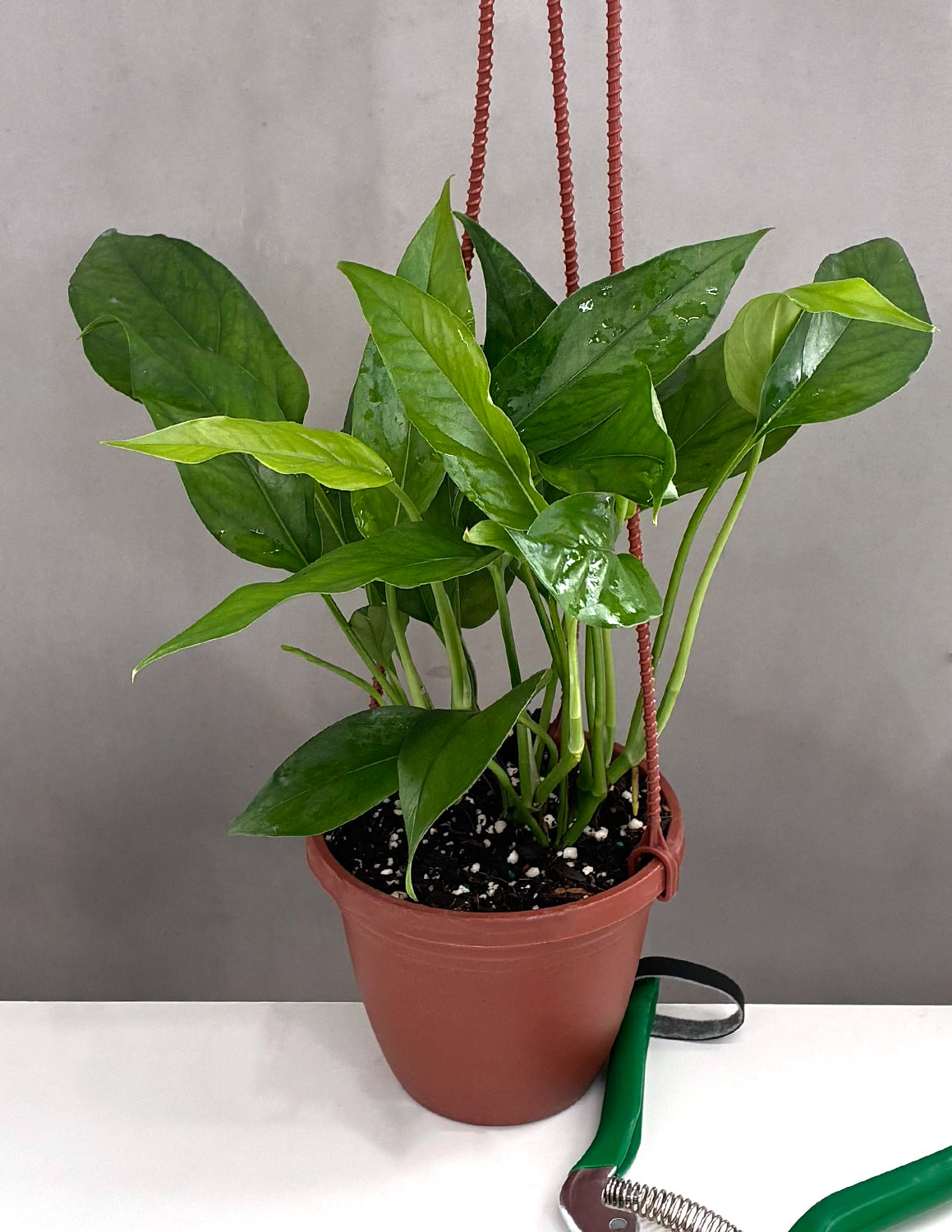 Epipremnum Pinnatum Baltic Blue  - Plant Proper - 4" Hanging Basket