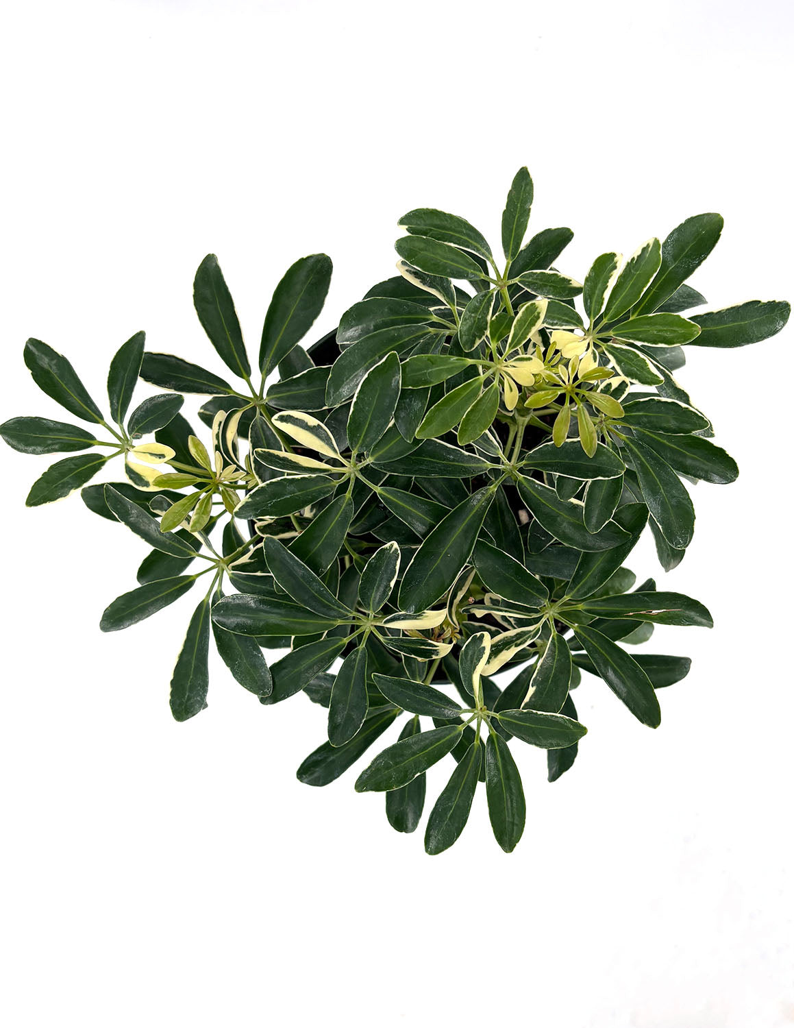 Schefflera Moondrop